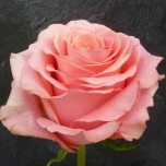 Saga Rose d'Equateur Ethiflora
