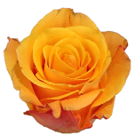 Aloha Rose d'Equateur Ethiflora