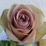 Amnesia Roses d'Equateur Ethiflora