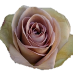 Amnesia Roses d'Equateur Ethiflora