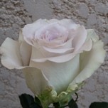 Andrea Roses d'Equateur Ethiflora