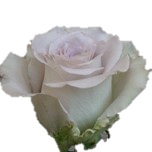 Andrea Roses d'Equateur Ethiflora