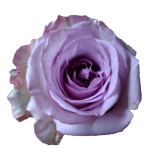 Arya Roses d'Equateur Ethiflora