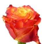 Atomic Rose d'Equateur Ethiflora