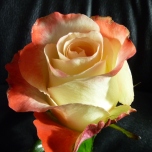 Aubade Roses Equateur Ethiflora
