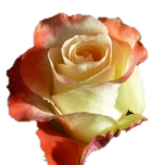 Aubade Roses Equateur Ethiflora