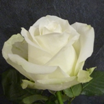 Avalanche Roses d'Equateur Ethiflora