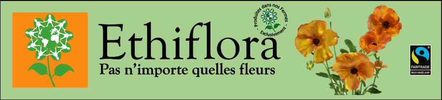 Ethiflora : Roses d'Equateur issues du Commerce Equitable