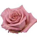 Barista Roses Equateur Ethiflora