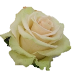 Bentayga Rose Parfumee d'Equateur Ethiflora