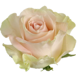 Blessing Rose d'Equateur Ethiflora
