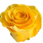 Brighton Roses d'Equateur Ethiflora