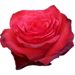 Bromo Roses d'Equateur Ethiflora