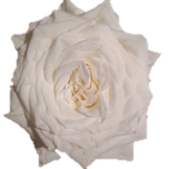 Candelight Roses de jardin Equateur Ethiflora