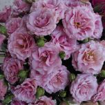 Charming Candy Roses jardin ramifiées d'Equateur Ethiflora