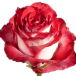 Cinderella Rose Equateur Ethiflora