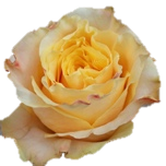 Curiosity Rose de jardin d'Equateur Ethiflora