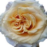Curiosity Roses de jardin d'Equateur Ethiflora