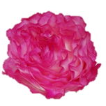 Enchantment Roses d'Equateur Ethiflora