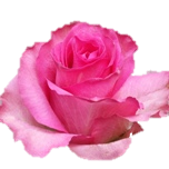 Enjoy roses d'Equateur Ethiflora