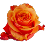 Nexus Roses d'Equateur oranges Ethiflora