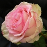 Esperance Roses d'Equateur Ethiflora