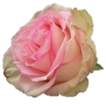 Esperance Roses d'Equateur Ethiflora