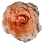 Felicity Rose d'Equateur Ethiflora