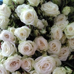 Floreana Roses ramifiées blanches d'Equateur Ethiflora