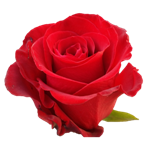 Fortune Roses rouges d'Equateur Ethiflora