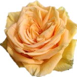 Gisele Rose jaune d'Equateur Ethiflora