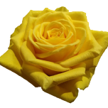 Goldfinch Roses d'Equateur Ethiflora