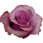 Govinda Roses d'Equateur Ethiflora