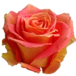 Grandiosa Roses d'Equateur Ethiflora
