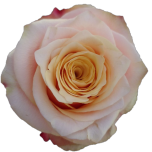 Grandona Roses d'Equateur Ethiflora