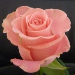 Hermoza Roses d'Equateur Ethiflora