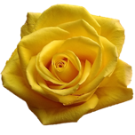Ibiza Rose d'Equateur Ethiflora