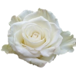 Idilia Roses d'Equateur Ethiflora
