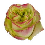 Journey Roses verte d'Equateur Ethiflora