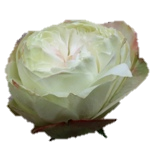 Khela Rose de jardin d'Equateur Ethiflora