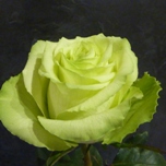 Lemonade Roses verte d'Equateur Ethiflora