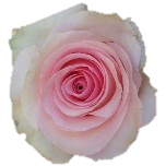 Lorraine Roses d'Equateur Ethiflora