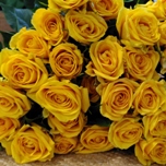 Lumière Roses Branchues jaunes d'Equateur Ethiflora