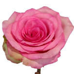 Maggi Rose Equateur Ethiflora