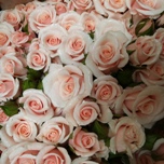 Pink Majolica Roses Branchue d'Equateur Ethiflora