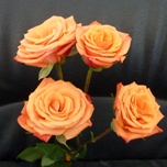 Mambo Roses Branchue d'Equateur Ethiflora
