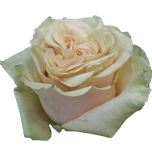 Marvel Rose équateur Ethiflora