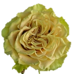 Matcha Rose d'Equateur Ethiflora