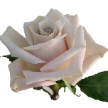 Menta Rose Equateur Ethiflora