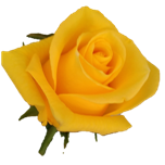 Momentum Roses d'Equateur Ethiflora